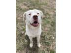 Adopt Fraiser a White Pit Bull Terrier / Mastiff / Mixed dog in Lloydminster
