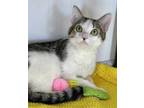 Adopt Bolo a White Domestic Shorthair / Domestic Shorthair / Mixed cat in Gwinn
