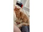 Adopt Orange Juice a Orange or Red Maine Coon / Mixed (long coat) cat in
