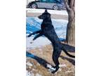 Adopt maverick a Black Golden Retriever / Labrador Retriever dog in Ankeny