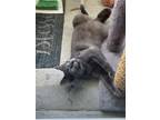 Adopt Athena a Gray or Blue Korat / Mixed (short coat) cat in Deerfield Beach