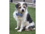 Adopt Frederick a White Jack Russell Terrier / Mixed dog in Kansas City
