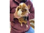 Adopt Pheobe a Guinea Pig small animal in Fall River, MA (34609060)
