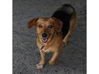 Adopt Mary Puppins a Beagle / Dachshund / Mixed dog in Warren, MI (34608876)
