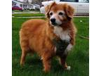 Adopt Frankie a Cavalier King Charles Spaniel / Corgi / Mixed dog in Warren