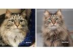 Adopt Boots / Ralphie a Domestic Longhair / Mixed (short coat) cat in Boone