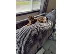 Adopt Heidi a Brown Tabby American Shorthair / Mixed (short coat) cat in West