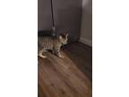 Adopt Ash a Brown Tabby American Shorthair / Mixed (short coat) cat in Newport