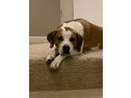 Adopt Jax a Tan/Yellow/Fawn - with White Boxer / Hound (Unknown Type) / Mixed