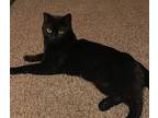Adopt Raven a All Black Domestic Shorthair / Mixed (short coat) cat in Windsor