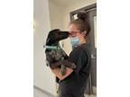 Adopt Bean a Labrador Retriever / Blue Heeler / Mixed dog in Stouffville