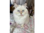 Adopt Doja a Persian / Mixed cat in Cranbrook, BC (34606153)