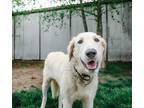 Adopt Katya a Kuvasz / Mixed dog in Powell River, BC (34606150)