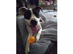 Adopt Hercules a Black - with White Boxer / American Pit Bull Terrier / Mixed