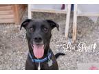 Adopt Phoenix a Black - with White Boxer / Mixed dog in Calgary, AB (21748405)