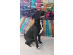 Adopt Toby a Black American Pit Bull Terrier / Labrador Retriever / Mixed dog in