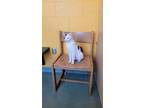 Adopt Gregory a White Domestic Shorthair / Domestic Shorthair / Mixed cat in