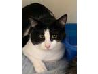 Adopt Toast a All Black Domestic Shorthair / Domestic Shorthair / Mixed cat in
