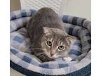 Adopt Honey a Gray or Blue Scottish Fold / Domestic Shorthair / Mixed cat in