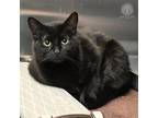 Adopt Charm a All Black Domestic Shorthair / Domestic Shorthair / Mixed cat in