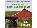 Adopt ROAD RUNNER BARN CAT a Brown Tabby Domestic Shorthair / Mixed (short coat)