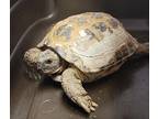 Hi My Name Is AndyI Was Brought Into The Shelter As A Stray And Then Transferred To Rescue To Help Me Heal And Find My Forever Home My Shell Started T