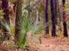 Land for Sale by owner in Johns Island, SC