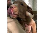 Adopt Bonsai a Staffordshire Bull Terrier, Shar-Pei