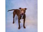 Adopt Pen 185 Chocolate a Staffordshire Bull Terrier