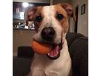 Adopt Bandit a Beagle, Jack Russell Terrier