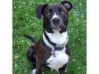 Adopt Journey a American Staffordshire Terrier