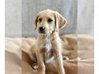 Labradoodle PUPPY FOR SALE ADN-382775 - Labradoodle puppies F1