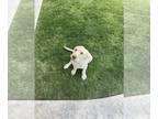 Labrador Retriever PUPPY FOR SALE ADN-382783 - AKC Yellow female available