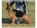 German Shepherd Dog PUPPY FOR SALE ADN-382728 - West German Shepherd Show Line
