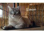 Adopt Simone (MUST EMAIL IF YOU ARE INTERESTED! a Siamese, Domestic Short Hair