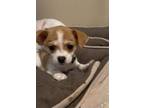 Adopt Moaning "Myrtle" a Jack Russell Terrier