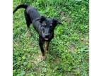 Adopt Kai a Black Labrador Retriever, German Shepherd Dog