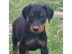 Doberman Pinscher Puppy for sale in Ogden, UT, USA