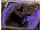 Adopt Gunner & Jett a Gray or Blue Domestic Shorthair (short coat) cat in