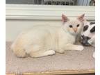 Adopt Casper a White (Mostly) Siamese / Mixed (short coat) cat in Westlake