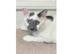 Adopt Simon a White (Mostly) Domestic Shorthair / Mixed (short coat) cat in