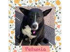 Adopt Petunia a Collie / Mixed dog in Littleton, CO (34617527)
