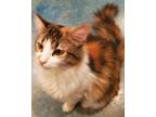Adopt Coco a Calico or Dilute Calico Calico (long coat) cat in Calabasas