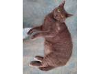 Adopt Anchovy a Gray or Blue Domestic Shorthair (short coat) cat in Calabasas