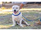 Adopt Sprocket a Black - with White Basset Hound / Mixed dog in Scottsdale