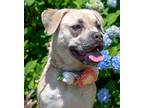 Adopt Chewy a Tan/Yellow/Fawn - with White Labrador Retriever / Pug / Mixed dog