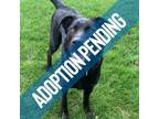 Adopt Lenny a Black Labrador Retriever / Mixed dog in Edmonton, AB (34616672)
