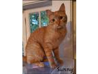 Adopt Sunny a Domestic Shorthair / Mixed (short coat) cat in El Dorado