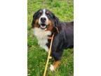 Adopt Paisley a Black Bernese Mountain Dog / Mixed dog in Malvern, PA (34616081)