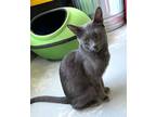 Adopt Harley2 a Gray or Blue Russian Blue / Mixed (short coat) cat in Sarasota